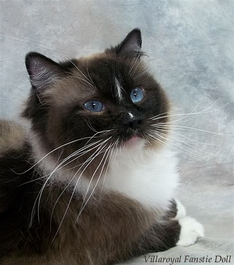 Cat-dog like follows, fetches, and shows lots in her eyes when. . Retired ragdoll cats for adoption california